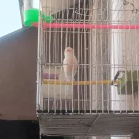 قناری مست
