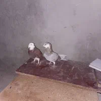 فروش یه جفت کفتر نر ساعتی ب شرط