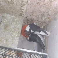 کفتر
