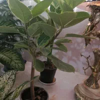 گل ابلق  زیبا