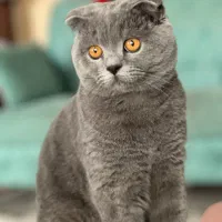 گربه اسکاتیش