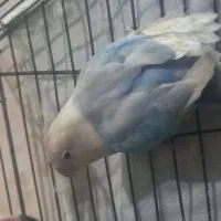کوتوله  نر