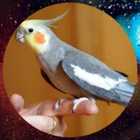 عروس هلندی سخنگو