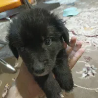 فروش فوری 3 عدد سگ زیر قیمت