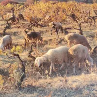 میش وبره چینی|حیوانات مزرعه|بیلوار, |دیوار