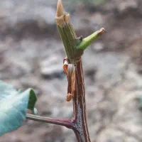 پیوند درختان پسته