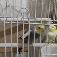 عروس هلندی|پرنده|تهران, طیب|دیوار