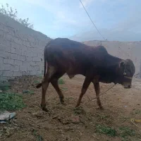 یک عدد گوساله نر