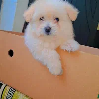 میکس پامر و شیتزو|سگ|رشت, گلسار|دیوار