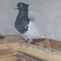 کبوتر نر