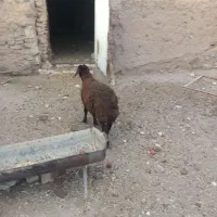 بره نر