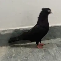 نر زاغ چش نوک سفید