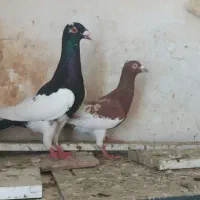 کفتر پرشی  یهودی سار زرد کرمونی گراف طاووسی موشی