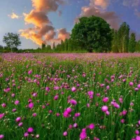 یک عدد گوشی پیدا شده