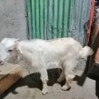 کهره ماده|حیوانات مزرعه|چغادک, |دیوار