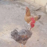 فروش دوعدد خروس محلی سالم