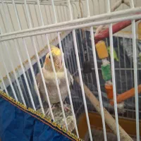 یک عدد عروس هلندی نر