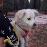 سرپرستی توله سگ شیتزو پامر