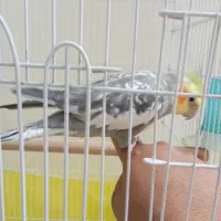 عروس هلندی دستی|پرنده|فردیس, قریشی|دیوار