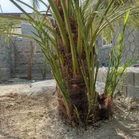 دمیت حاج باقری اصل