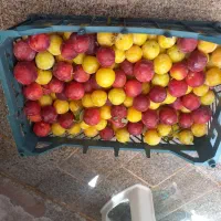 الو زرد تازه کیلو۱۰۰