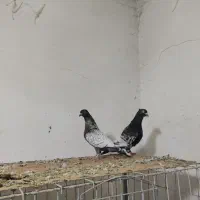 طاووسی|پرنده|گتوند, |دیوار