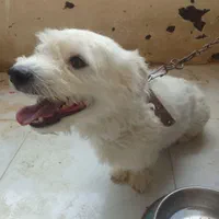 فروش سگ شیتزو فوری فوری|سگ|پرند, فاز ۴|دیوار