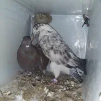 کفتر پرشی|پرنده|موگوئی, |دیوار