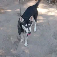 فروش سگ هاسکی