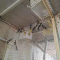 عروس هلندی قناری مرغ عشق فنج کوتوله برزیلی