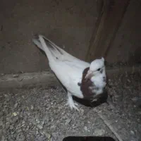 ۷ عدد کفتر|پرنده|قائن, |دیوار