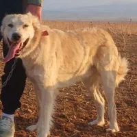 سگ دورگ قدردانی و پژدر