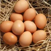 تخم مرغ محلی تازه و نطفه دار