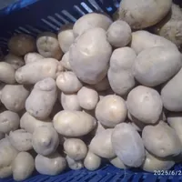 فروش سیب زمینی
