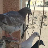 جوجه سار|پرنده|تربتحیدریه, شهرک ولیعصر|دیوار