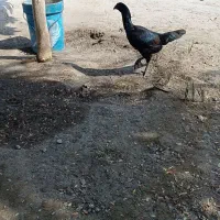 تعداد6عددمرغ بفروش میرسد...|حیوانات مزرعه|میناب, |دیوار