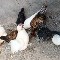 مرغ تخمی و جوجه