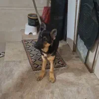 سگ ژرمن