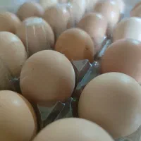 تخم مرغ بومی فقط نطفه دار نژاد گلپایگانی