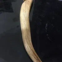 شاخ بز کوهی بسیار قدیمی