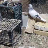 یک جفت نروماده بشرط کبوتر