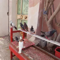 کفتر ایرانی و پاکستانی ساعت بالا 7 عدد فروش فوری