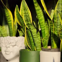 گیاه آپارتمانی سانسوریا کراواتی