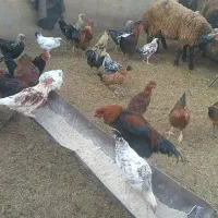 تعداد ۱۵۰تا خروس همه جوان یک ساله|حیوانات مزرعه|بسطام, |دیوار