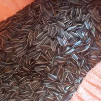 تخمه‌افتابگردانs400