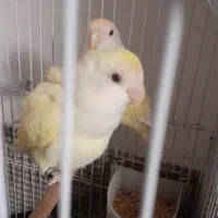 طوطی برزیلی