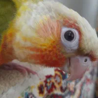 گرین‌چیک یلو ساید دبل رد