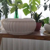 گلدان نو برای گلهای بنسای|گل و گیاه طبیعی|اراک, |دیوار