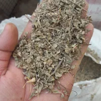 اویشن  کوهی .