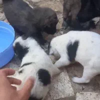 توله نرماده
